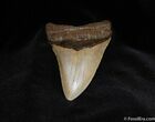 Beautiful Inch Megalodon Tooth #97-1